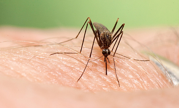 Poslední pevnost padla. Na Islandu poprvé zachytili komáry, expremiér hlásí štípnutí