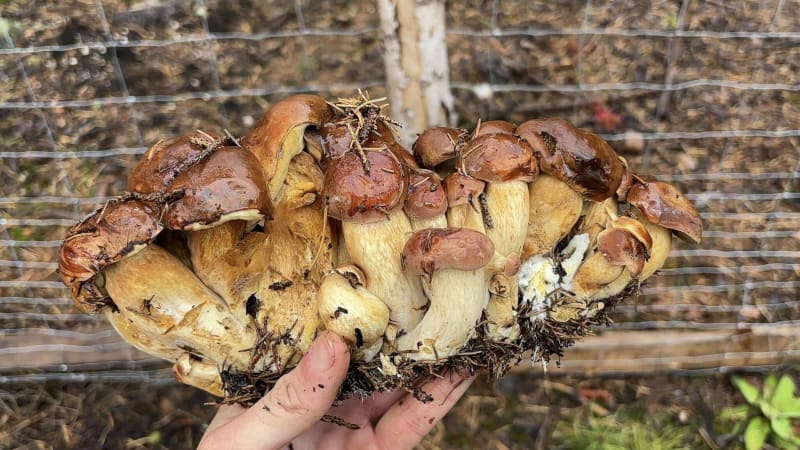 Fascinující nález houbaře na Karlovarsku: V lese našel hřibovou rodinku, čítala 22 kousků