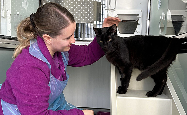 Zázrak pro týrané „čarodějnické“ kočky. Dostaly jména po filmových hvězdách