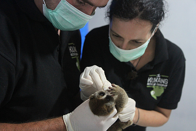 Vytrhají jim zuby, aby nekousali. Zooložka Čižmářová ochraňuje outloně před pytláky