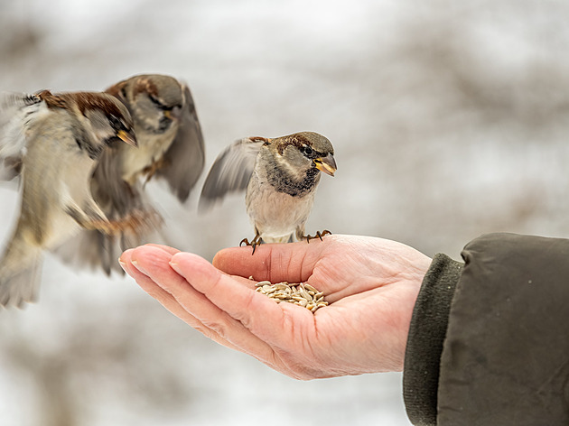 Naládujte krmítko tak, ať uspokojíte každý zobáček. O víkendu je sčítejte