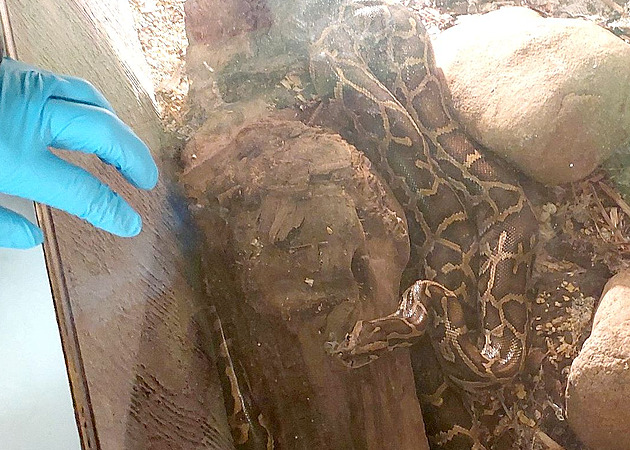 Potřebuji pomoc, škrtí mě had, volal chovatel na tísňovou linku