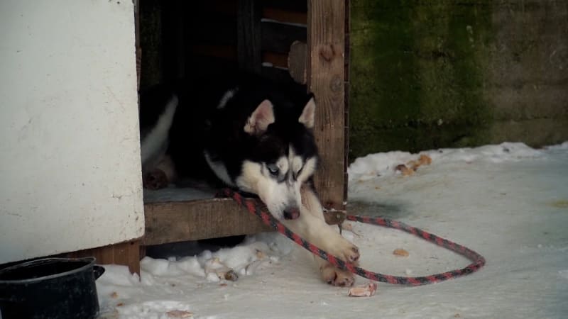 Pes přežíval v mrazech na provaze. Majitel huskyho svým činem překvapil inspektory