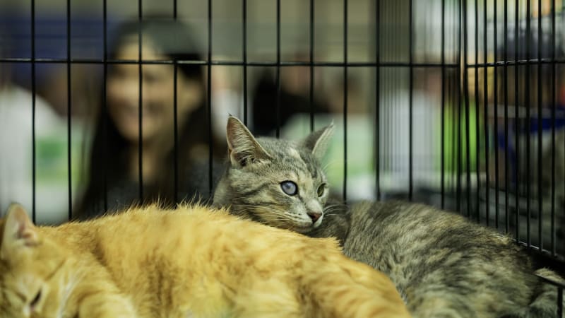 Zachraňují ty, na něž se zapomíná: Podpořit kočičí útulky můžete v novém roce i vy