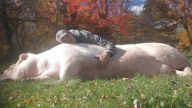 Místo slaniny si z prasátka udělali syna. Půltunový Hammy teď drží dietu