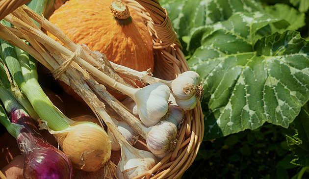 Chcete být potravinově soběstační? Pěstujte tuto desítku důležitých plodin