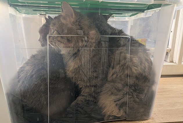 Nacpal do plastové bedny tři kočky a odložil ji u domu, tyrana hledají strážníci