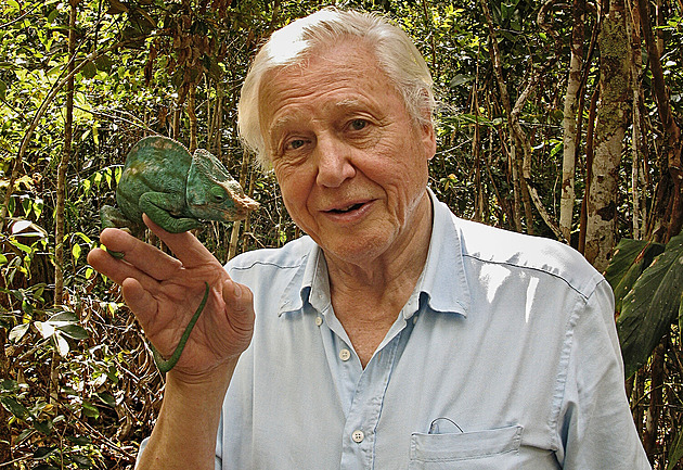 David Attenborough oslaví 100. narozeniny. Smrti se nebojím, říká přírodovědec