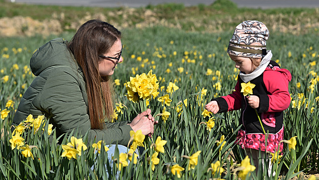 OBRAZEM: Lány narcisů lákají na samosběr, za pár korun máte plnou náruč jara