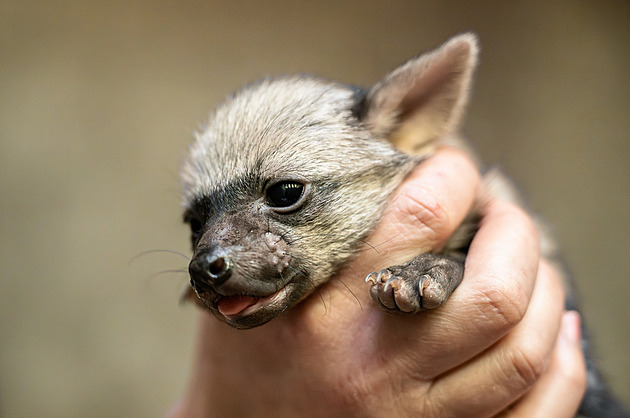 Zoo ukázala dvoutýdenní hyenky hřivnaté, budou pojistkou pro Afriku