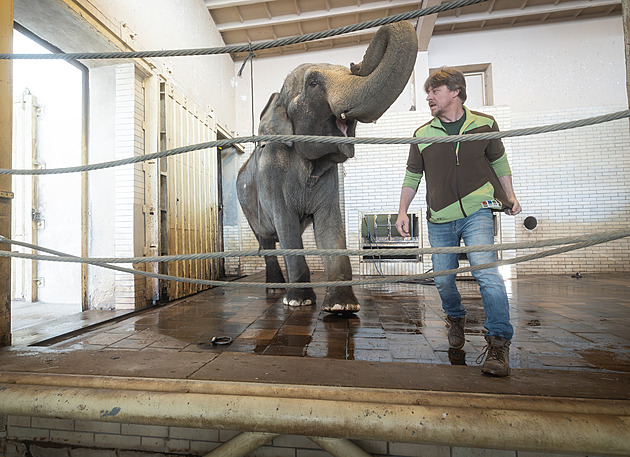 Slonice Bala míří do Walesu. Liberecká zoo končí po 70 letech s chovem