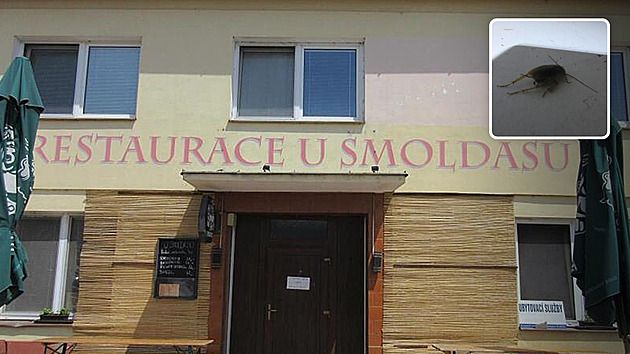 Inspekce zavřela restauraci kvůli švábům. Udání a veřejná poprava, brání se podnik