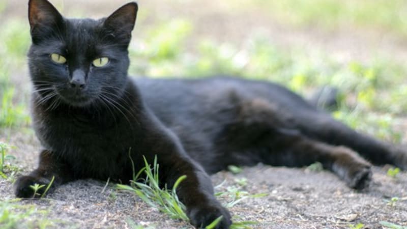 Záhada černé šelmy na jihu Čech objasněna? Odborníci zveřejnili výsledky fotografických testů