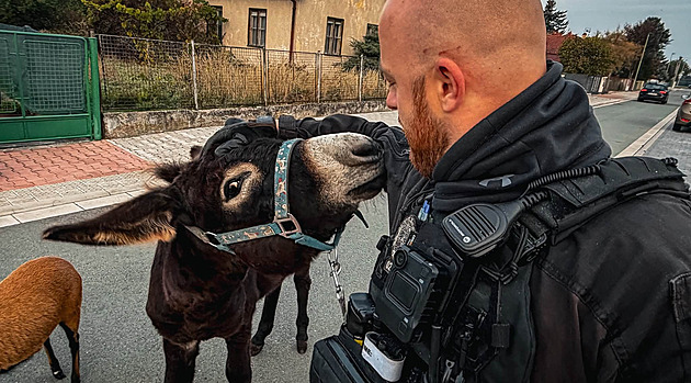 Osel a ovce si vyšli do města, bázlivého Olíka pomohla odchytit sousedka